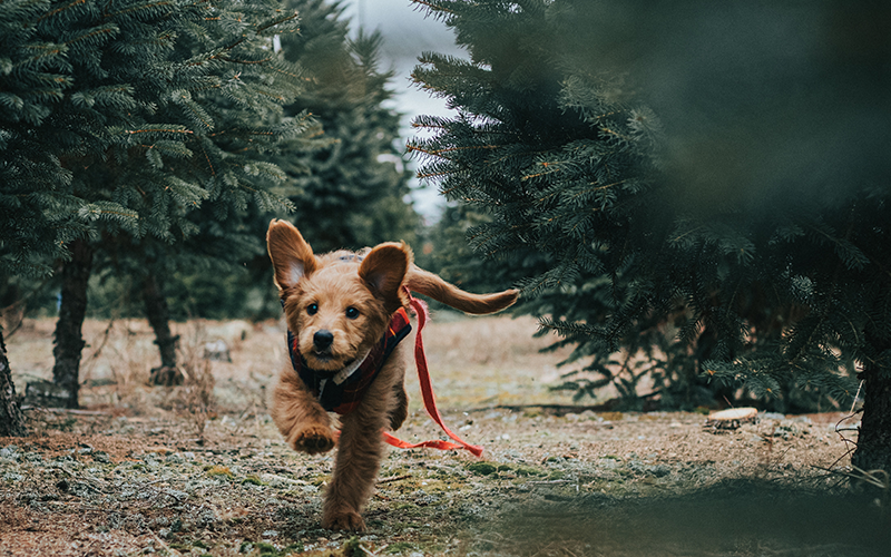 & HUND 2019 alle Infos zur Messe - Jagd Freunde